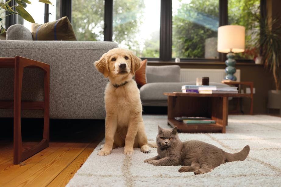 Image of a grey cat lying next to a Golden Retriever pup