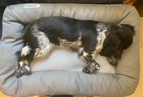 Scruffs cool bed
