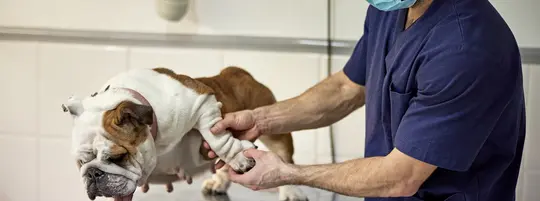 Dog receiving treatment from a veterinarian