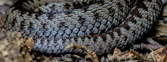 Image of an adder in the grass