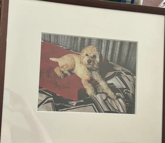 A photograph of a fluffy, light-colored Cockapoo dog lounging on a red blanket over a geometric-patterned comforter, framed in a wooden picture frame with a white matte border.