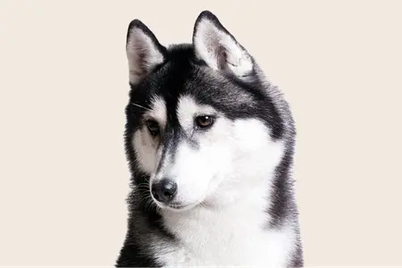 Siberian Husky looking down and to the side on a beige background