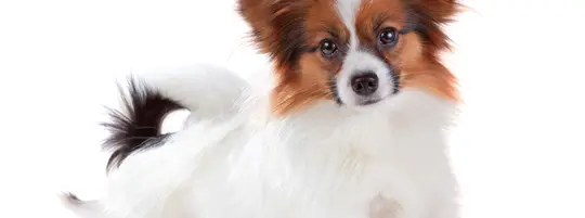 Papillon