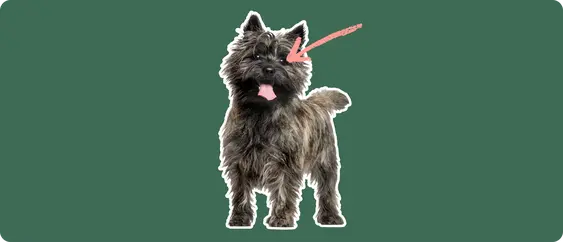 A black Cairn Terrier standing, cut out with a white outline, with a pink arrow pointing to it's eye, on a solid green background