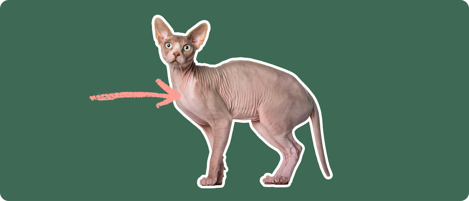 Sphynx