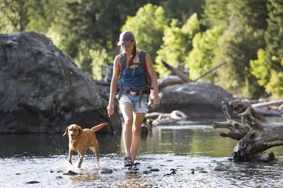 A woman hikes through very shallow water with her brown dog at her side