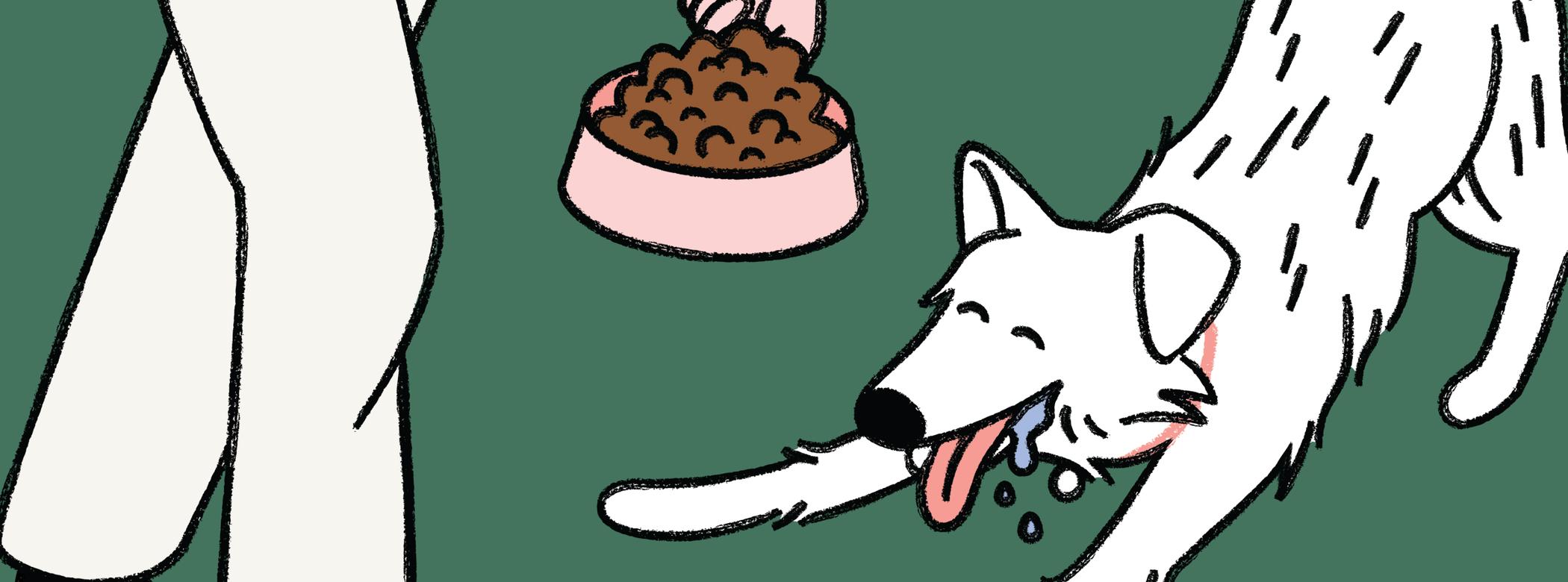 Person feeding a dog