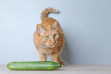 Cat stood next to a cucumber