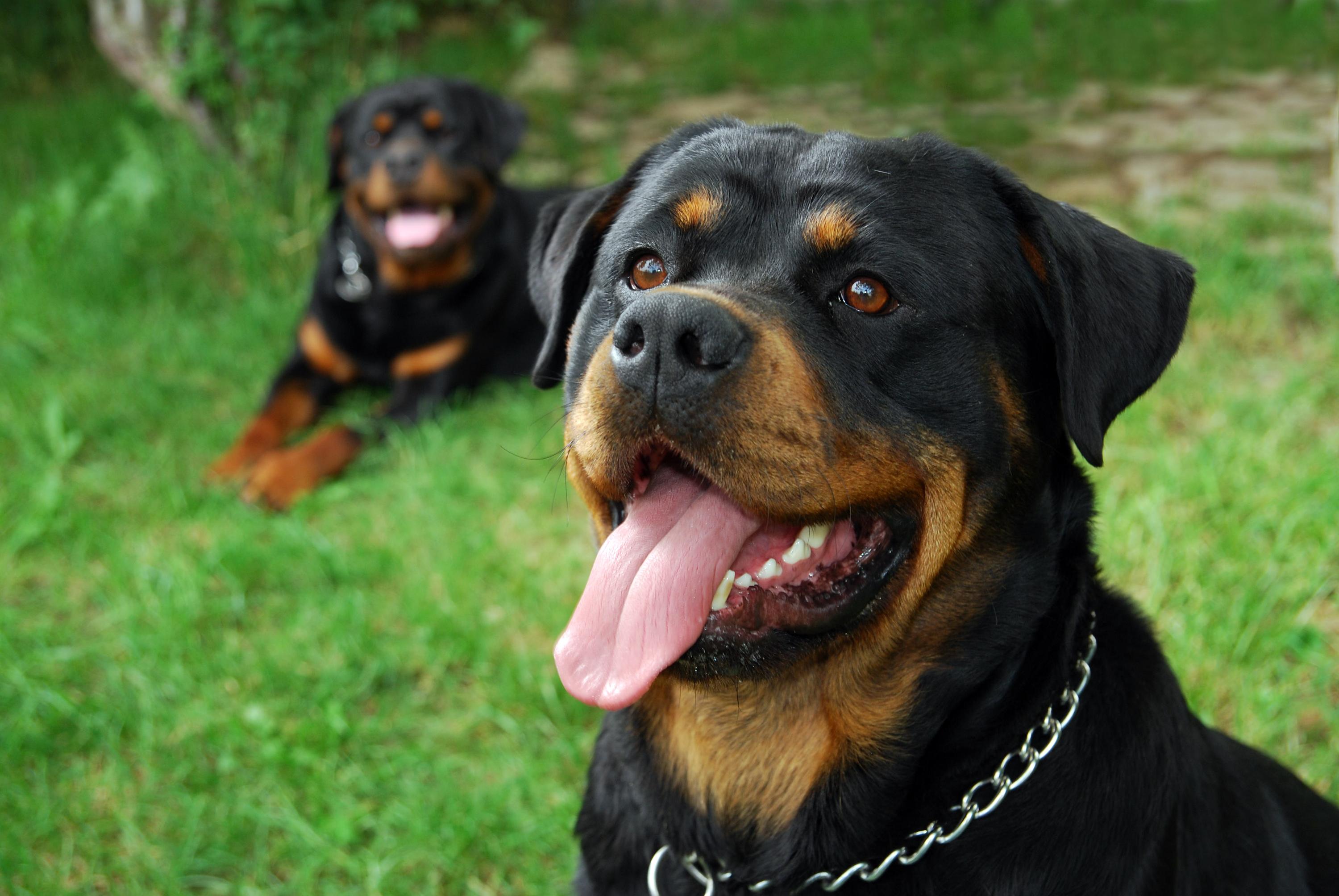 An image of two Rottweilers: one is close-up with a smile, the other is in the background lying down