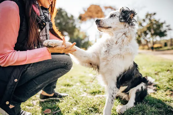 Image of a black-and-white dog offering its paw to a woman outdoors