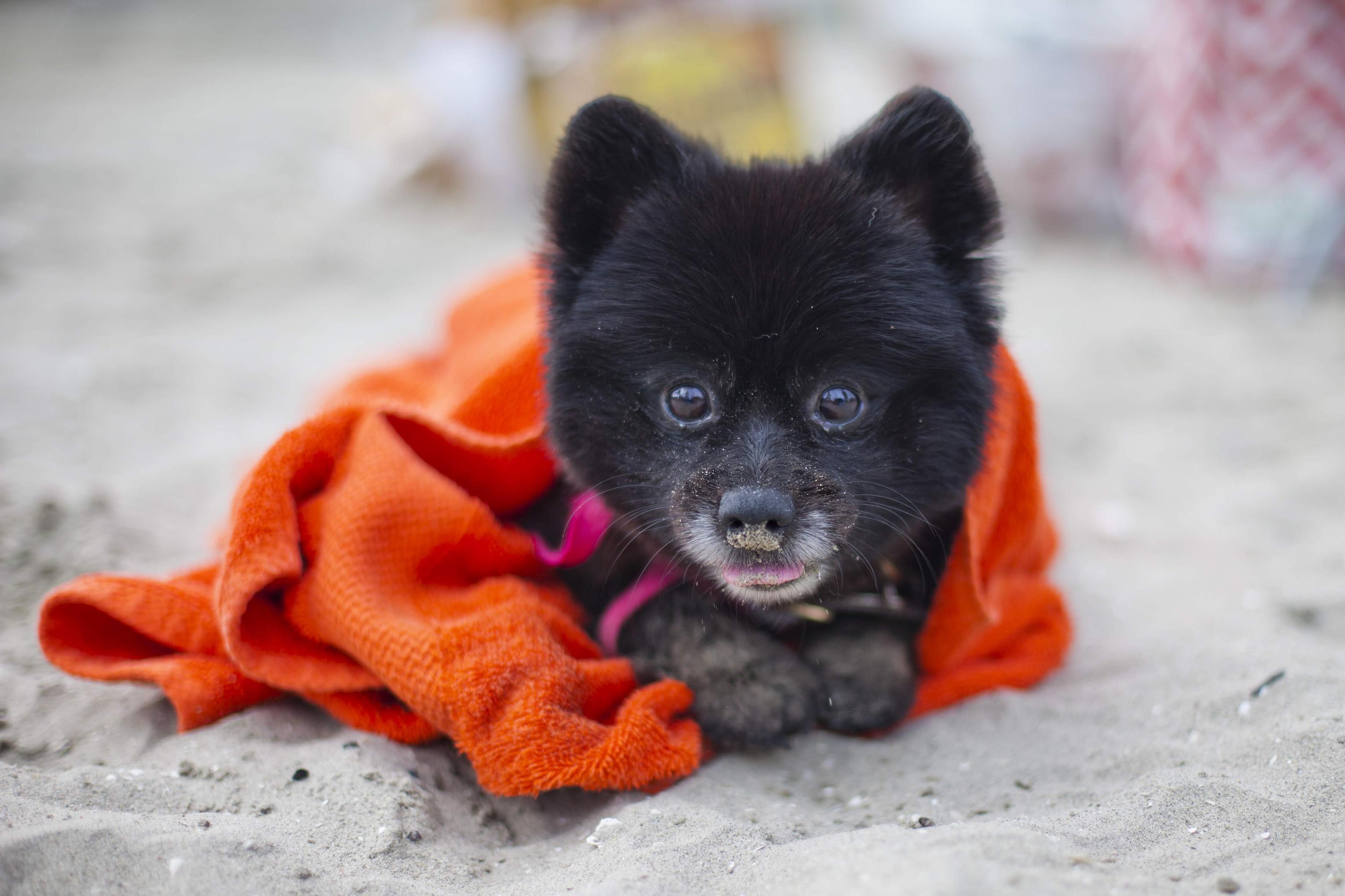 black female pomeranian wrapped in orange towel sits on the sand at the beach