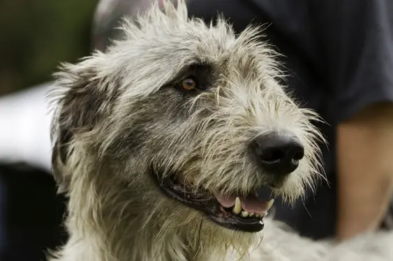 Image of a grey Irish Wolfhound with its mouth open slightly
