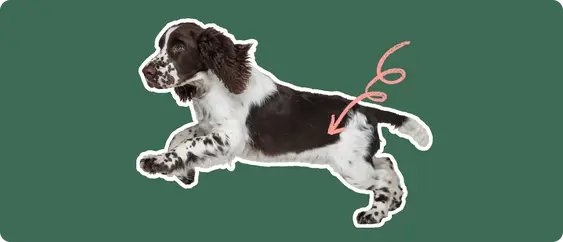 Image of a running Springer Spaniel with a pink arrow drawn to its hip