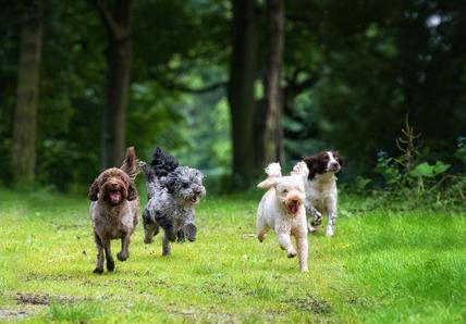Image of four dogs running in the woods