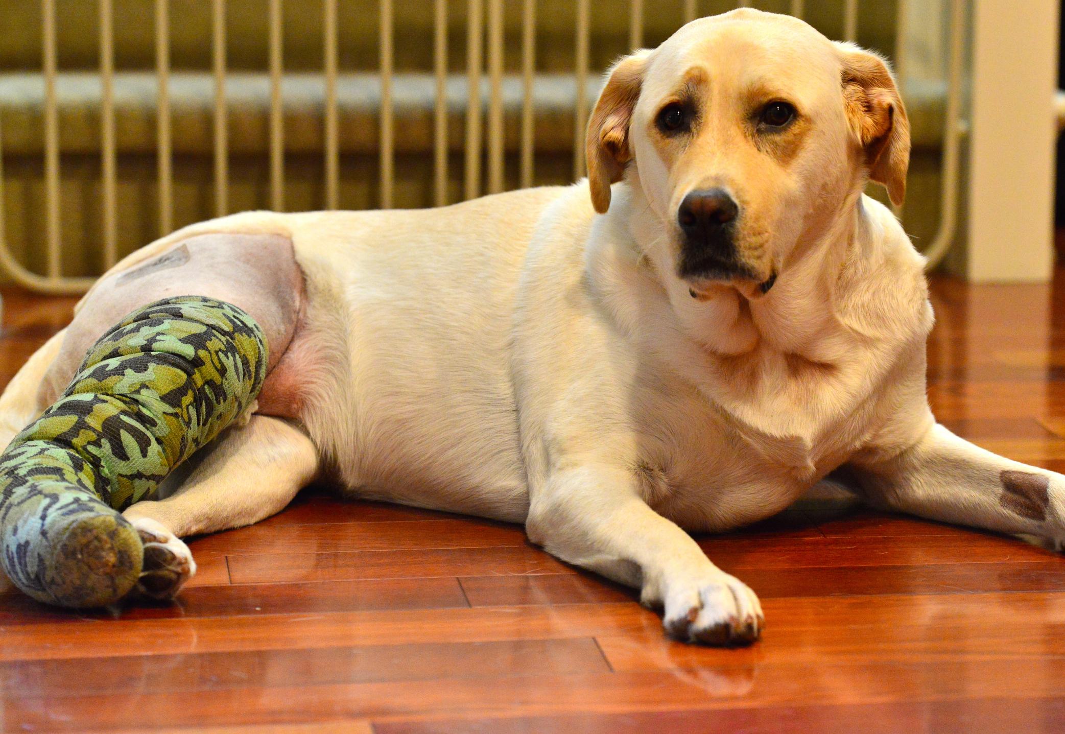 Blonde dog with an injured ACL in a camouflaged cast