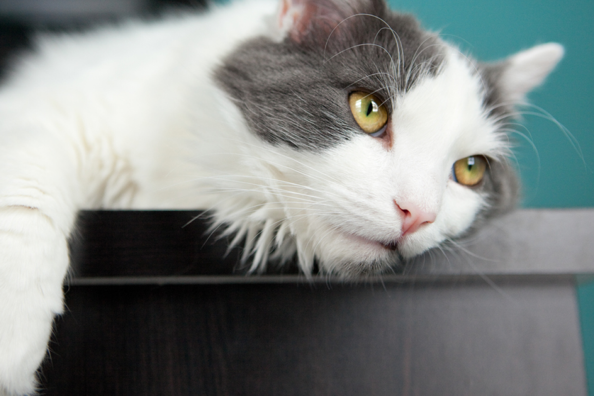 depressed white and grey cat with yellow eyes lays with paw dangling over the edge of a black tabletop