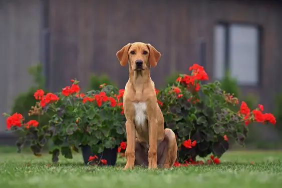 4-month-old Eurohound (European sled dog) puppy posing outdoors sitting on a green grass next to flower pots with blooming red flowers