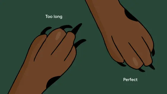 Two dog paws sit on a green background. The left shows nails that are too long - the right shows nails at the perfect length.