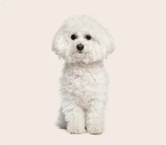 Bichon Frise