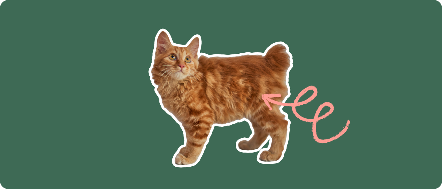 An orange american bobtail cat cut out with a white outline, with a pink arrow pointing to it's back hip, on a solid green background