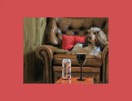 Cocker Spaniel lounging regally in a leather armchair, beside a can of craft beer and a stem glass of dark ale