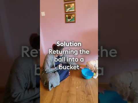Tennis ball games for dogs - Tidy up
