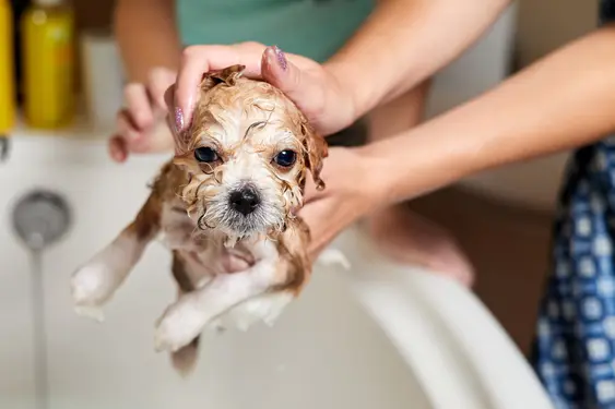 Puppy getting a bath