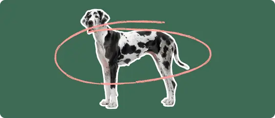 Great Dane