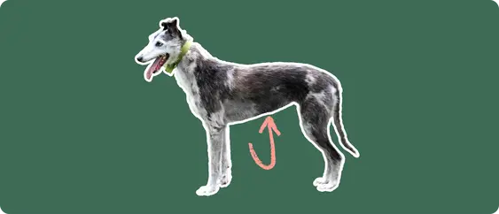 A Lurcher dog cut out with white outline on a green background with a pink arrow pointing toward it's stomach