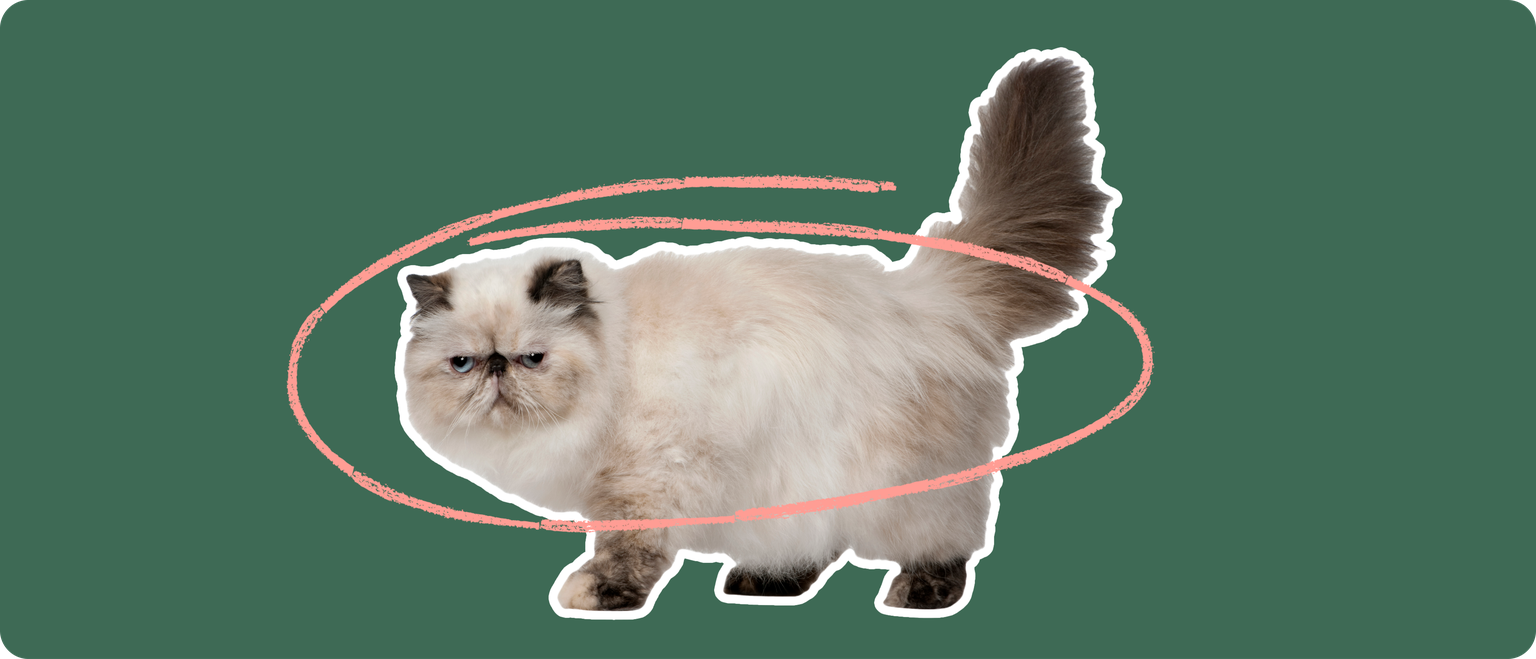 Persian