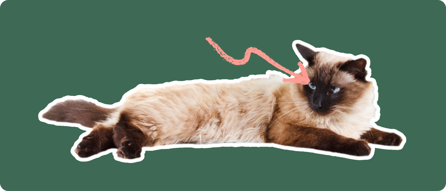 A Balinese cat lying down, cut out with a white outline, with a pink arrow pointing to it's eye, on a solid green background.