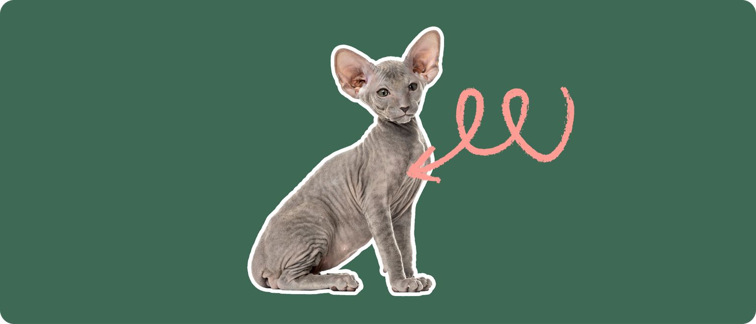 A grey peterbald cat cut out with a white outline, with a pink arrow pointing to it's chest, on a solid cut background