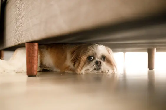 anxious shih tzu hiding under a gray couch