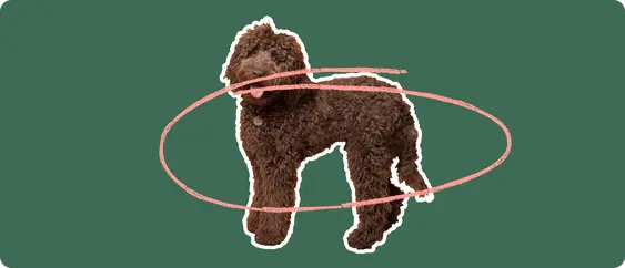 Labradoodle