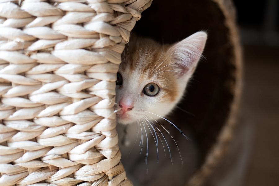 white and orange kitten with green eyes peeks out from behind a hiding spot in a basket