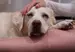 An elderly Labrador