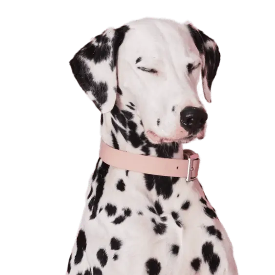 A majestic dalmation