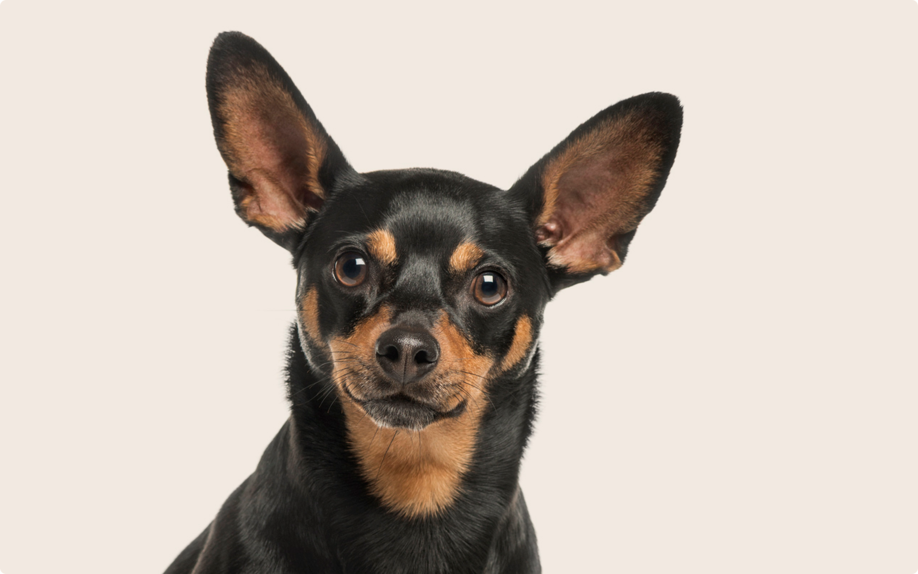 Miniature Pinscher