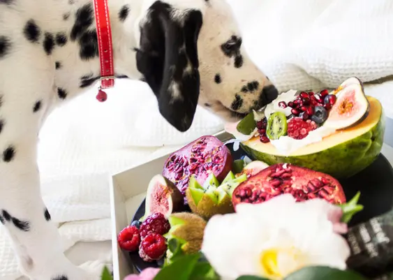 Dog sniffing fruit