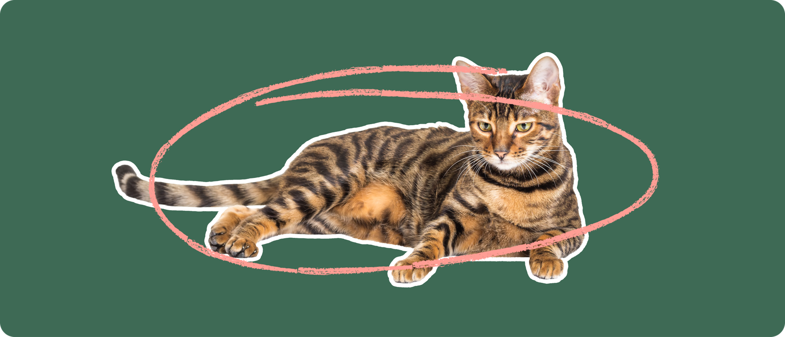 A Toyger cat laying down cut out with a white outline, with a pink circle around it's body, on a solid green background