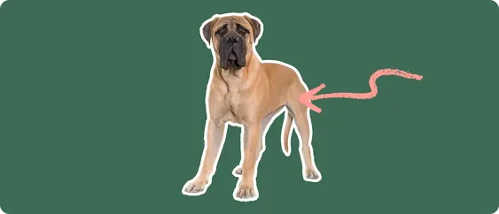Mastiff with a pink arrow drawn to its hip