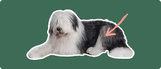 An old english sheepdog cut out with a white outline, with a pink arrow pointing to it's back hip, on a solid green background