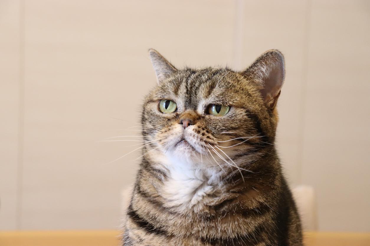 A cat stares off slightly to the side with a humorous, tired expression