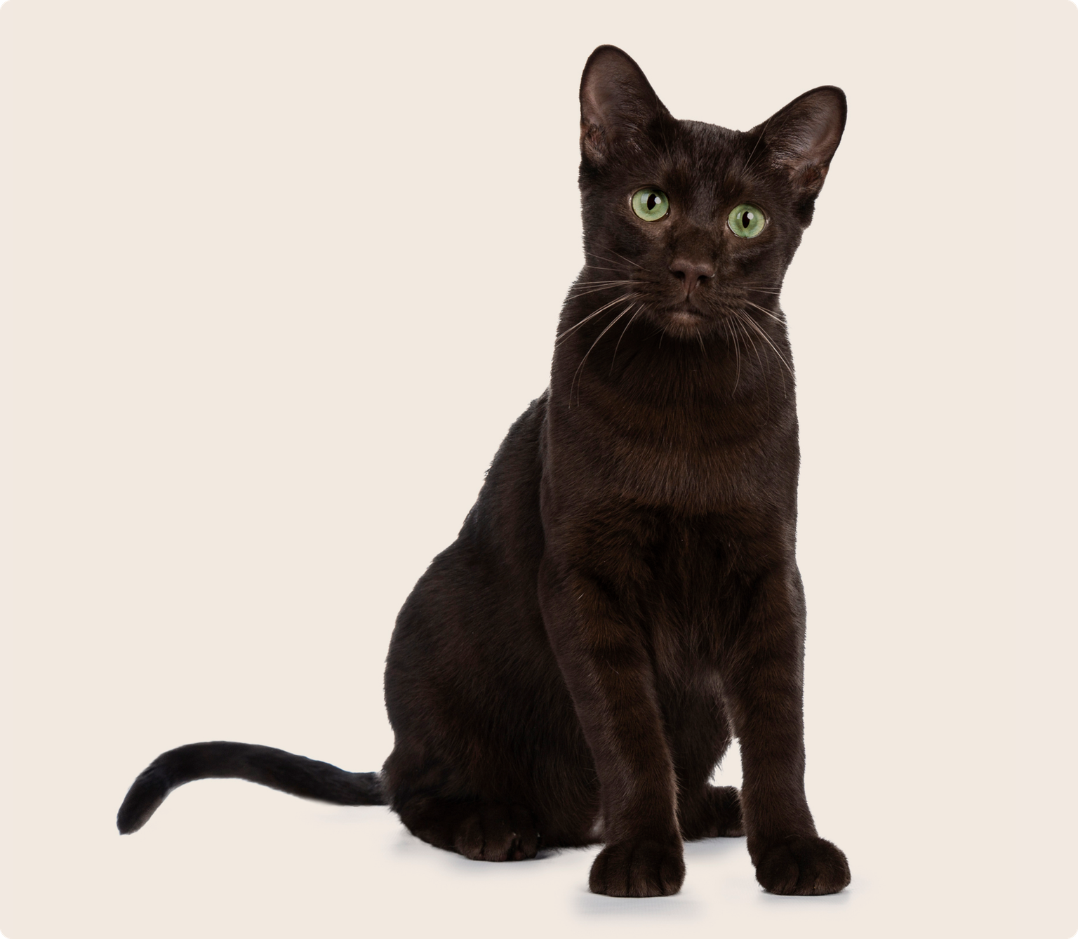 A black cat sitting, with green eyes, on a beige background