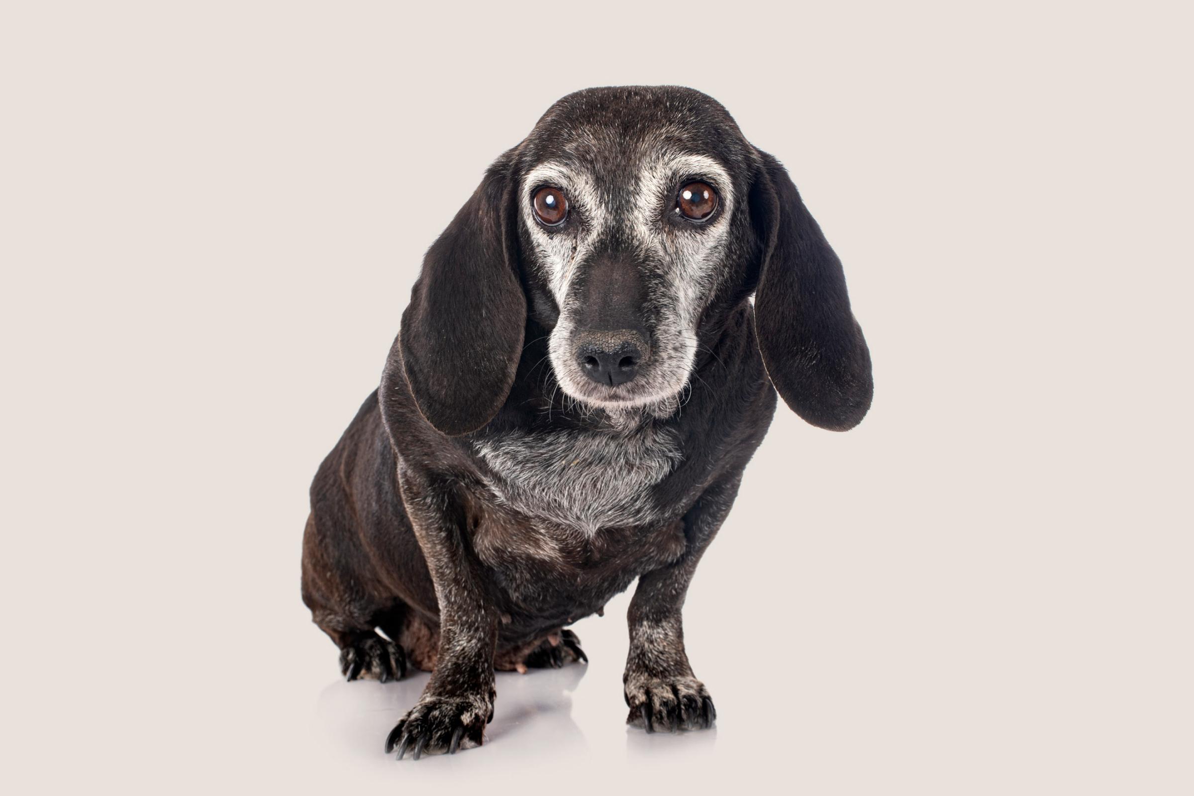 Old dog