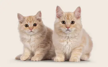 Two light orange long-haired Manx kittens sitting next to each other on a beige background