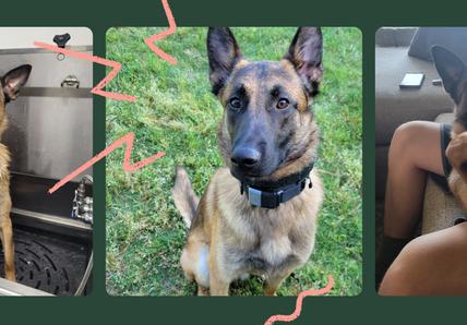 Three images of a brown and black former k9 dog: in a bath, sitting on grass, and being held on a couch, surrounded by pink doodles.