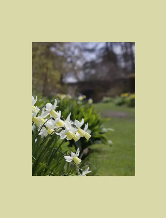 A serene garden path lined with vibrant white and yellow daffodils, surrounded by lush greenery and emerging spring blooms.