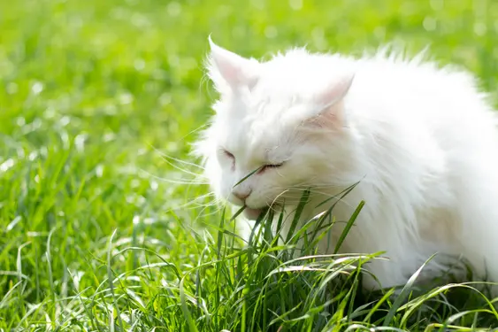 cat-eating-grass