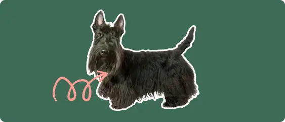 A Scottish Terrier cut out with a white outline, with a pink arrow pointing to it's neck, on a solid green background